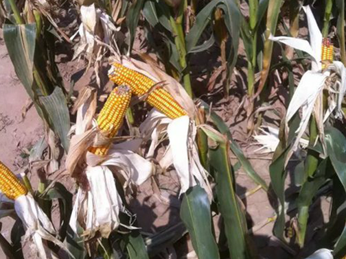 忠农肥业缓控释玉米实物